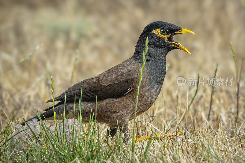 印度米娜鸟（Acridotheres tristis）